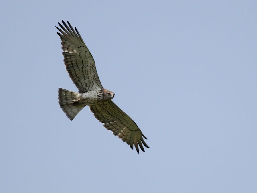 Short-toed Snake Eagle