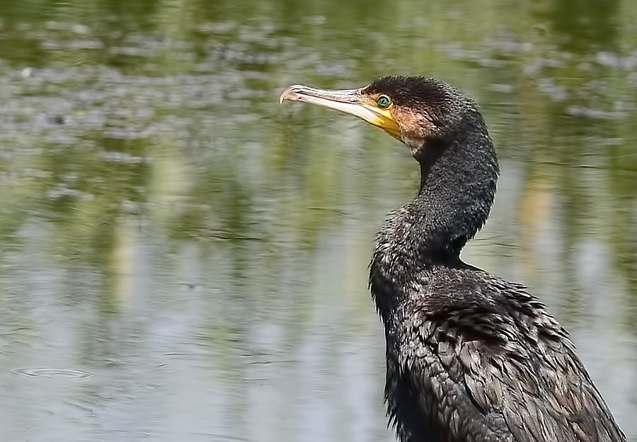 Great Cormorant