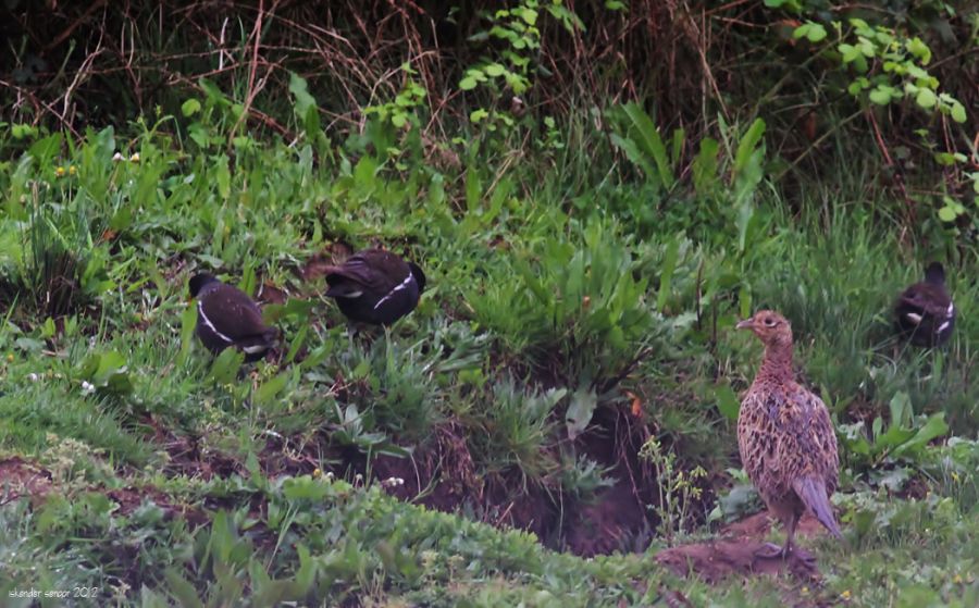 Common Pheasant