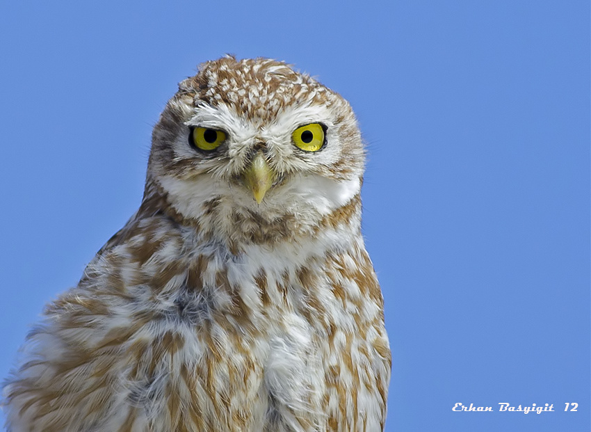 Little Owl