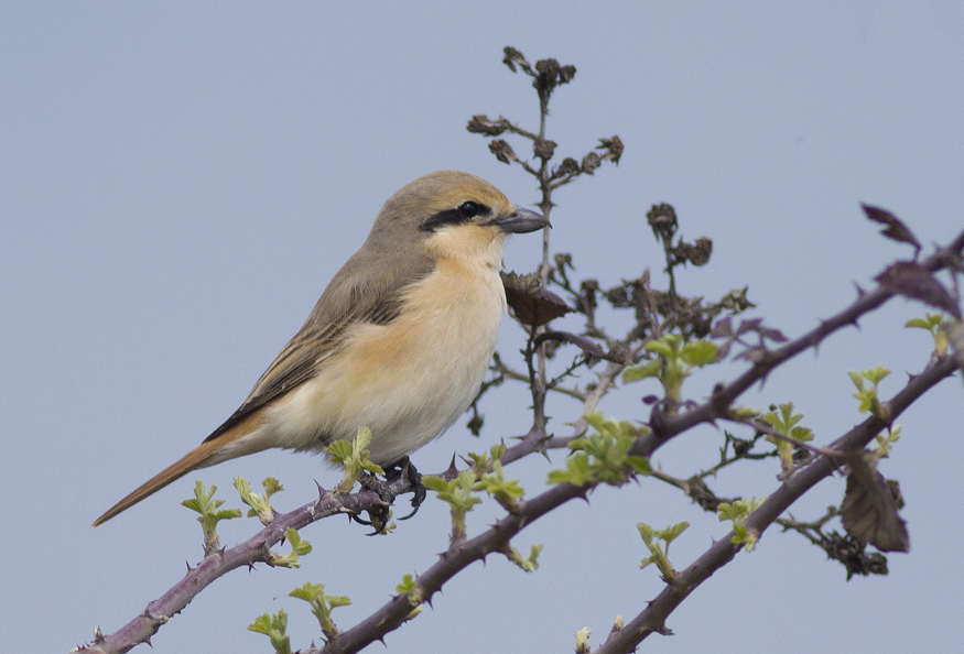 Isabelline Shrike