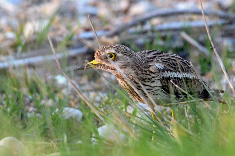 Eurasian Stone-curlew