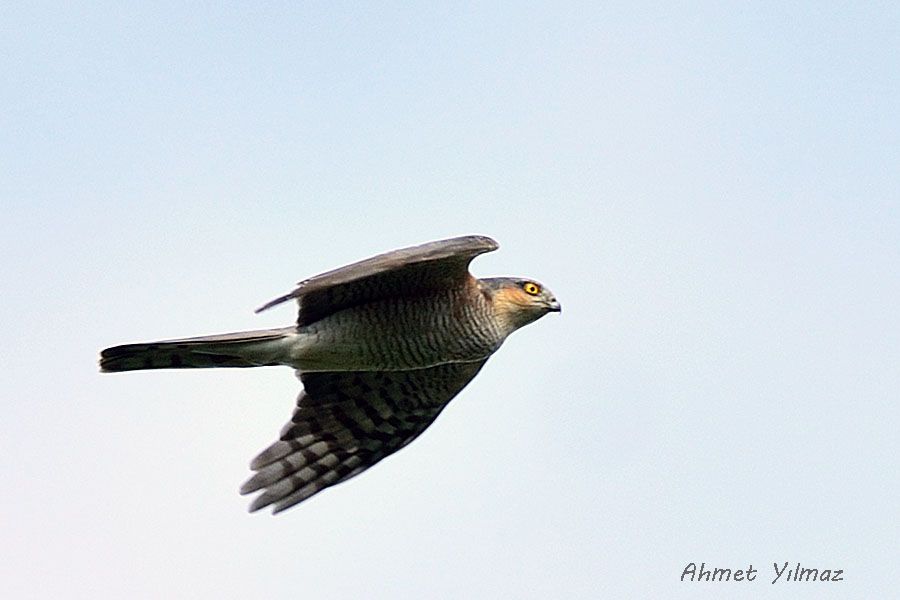 Eurasian Sparrowhawk