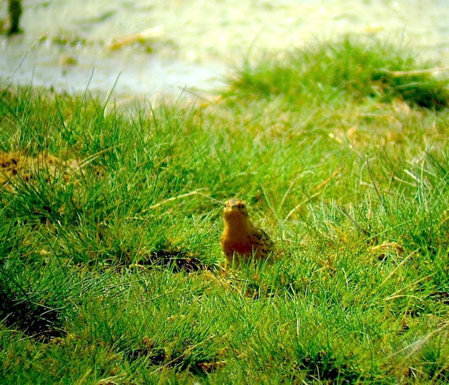 Red-throated Pipit