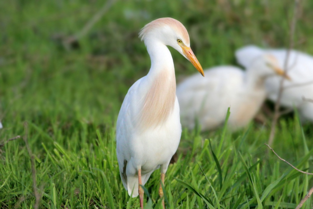 Western Cattle Egret