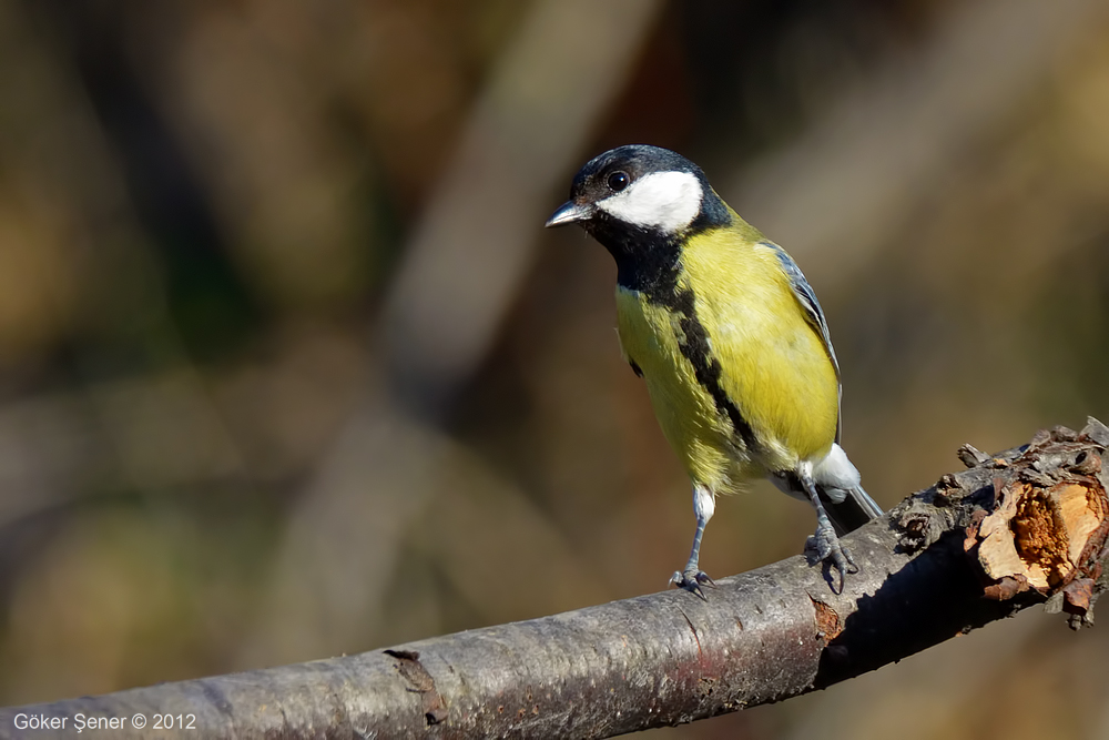 Great Tit