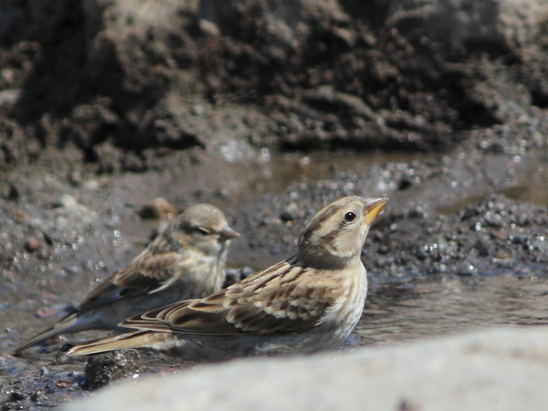 Rock Sparrow