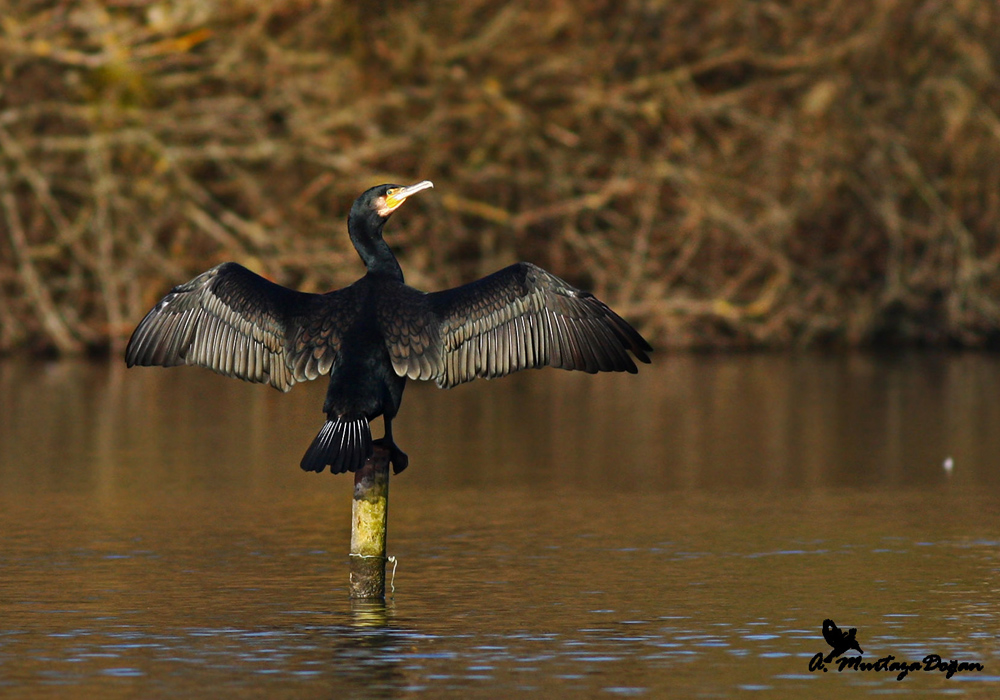 Great Cormorant