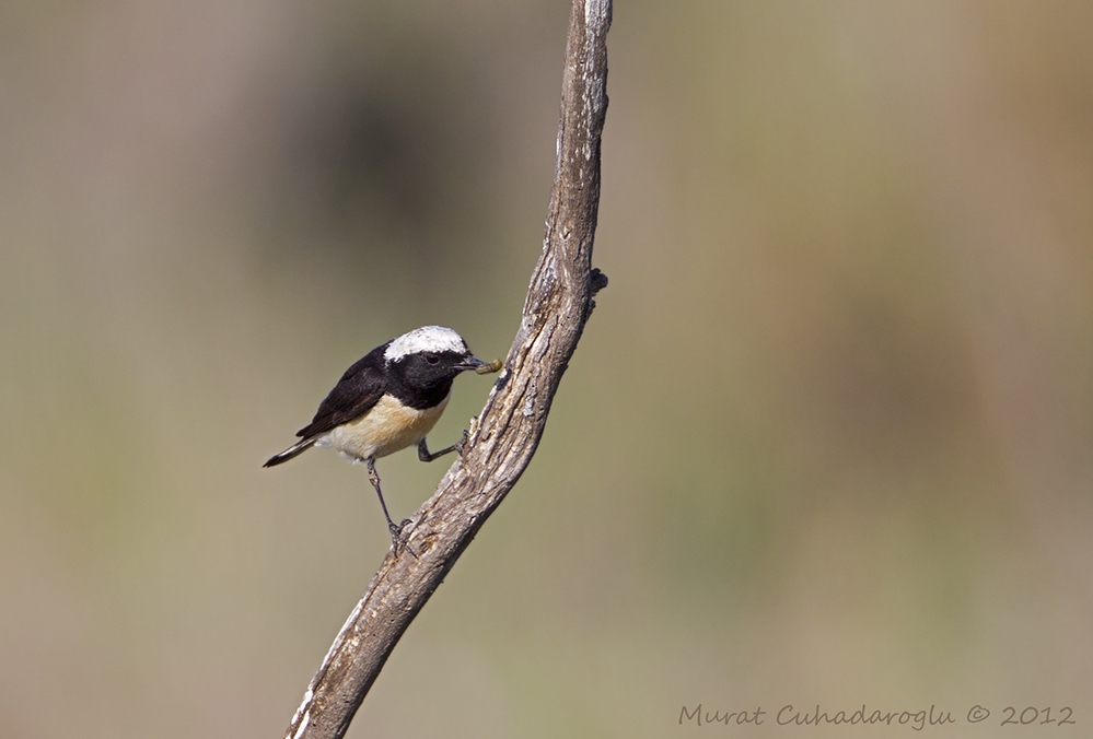 Cyprus Wheatear