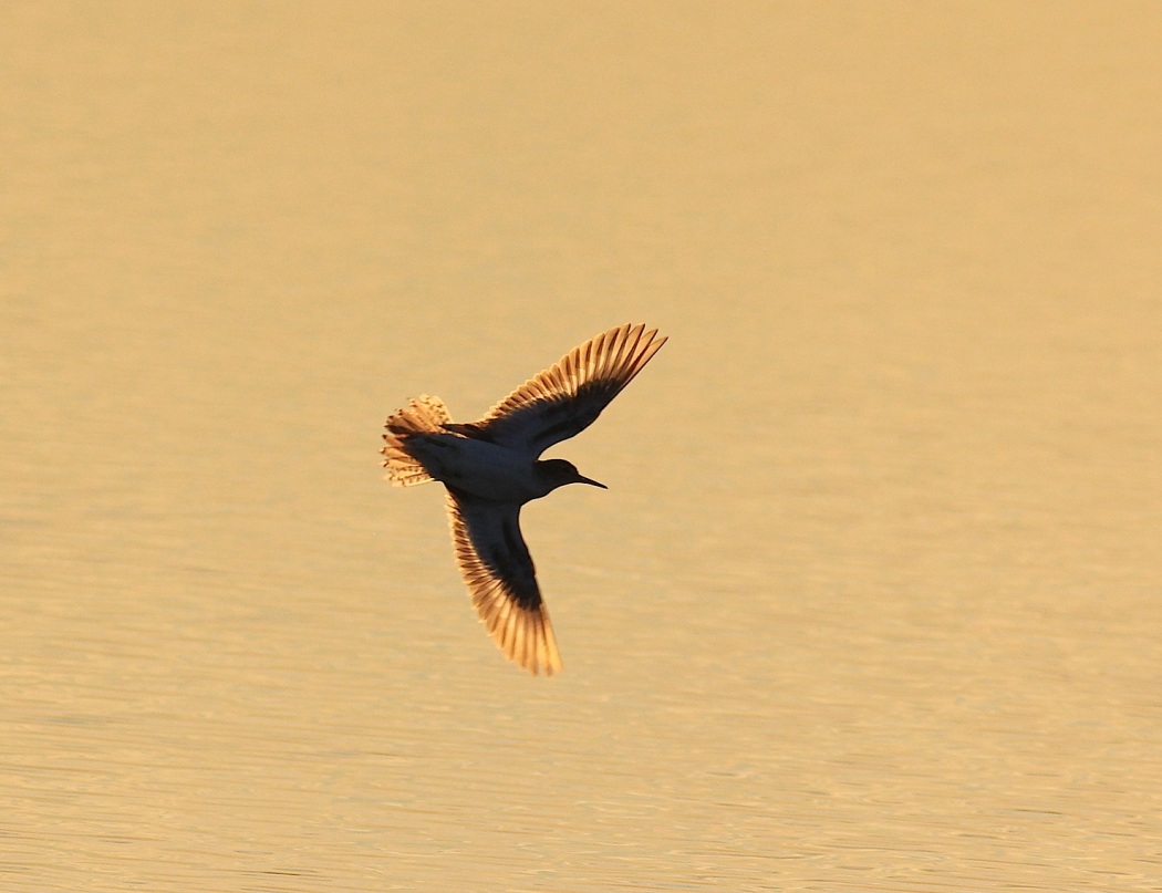 Common Sandpiper