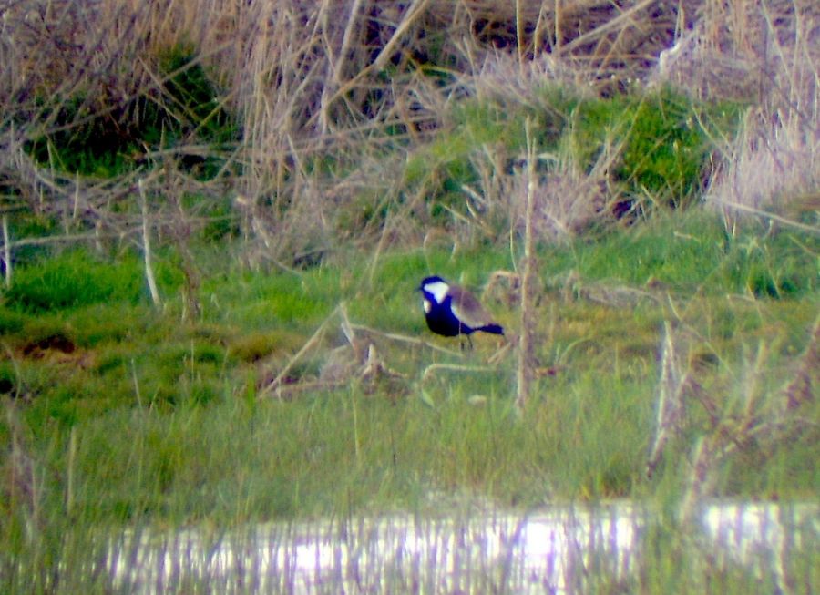Spur-winged Lapwing