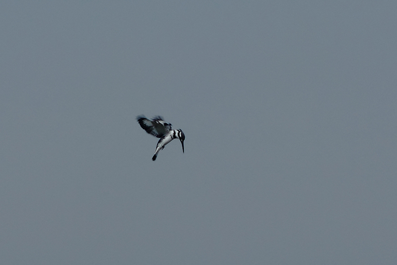 Pied Kingfisher