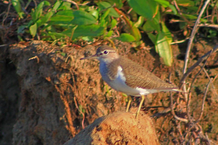 Common Sandpiper