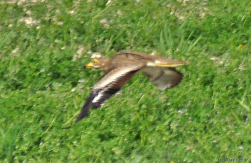 Eurasian Stone-curlew