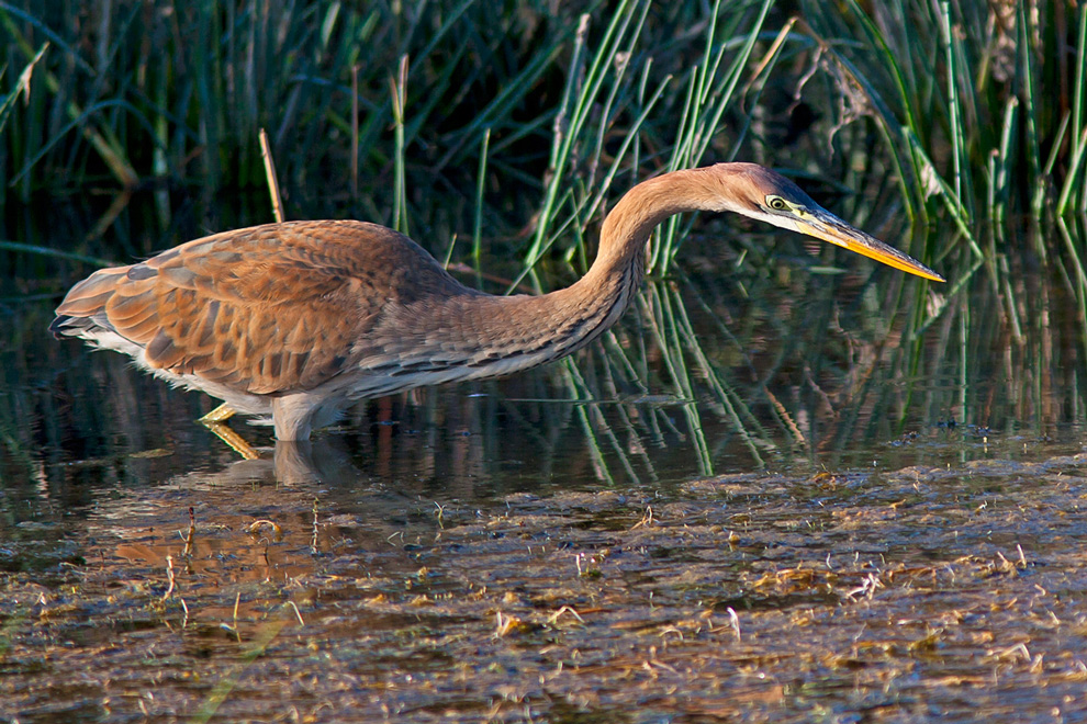 Purple Heron