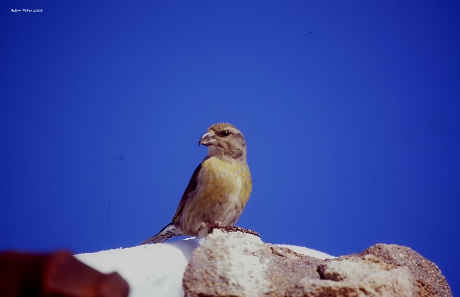Red Crossbill