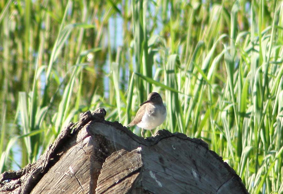 Common Sandpiper