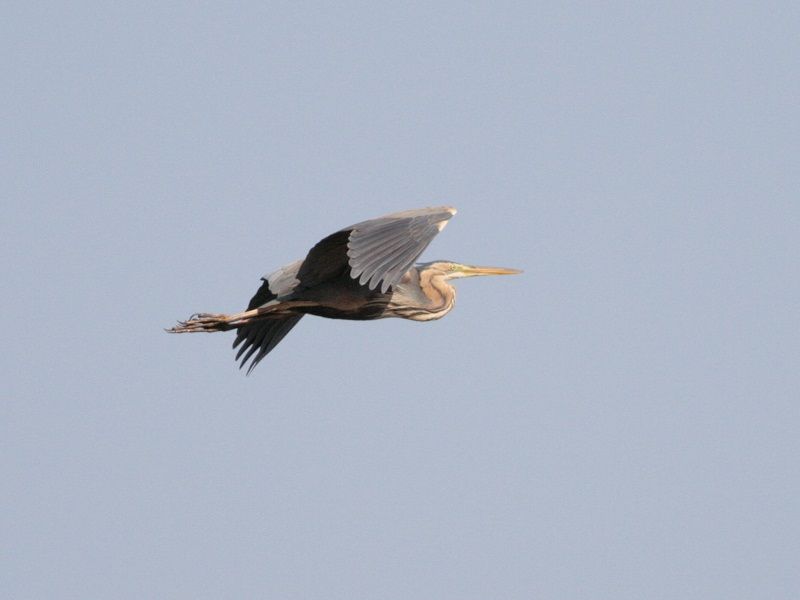 Purple Heron