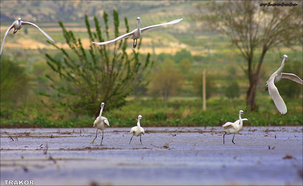 Little Egret