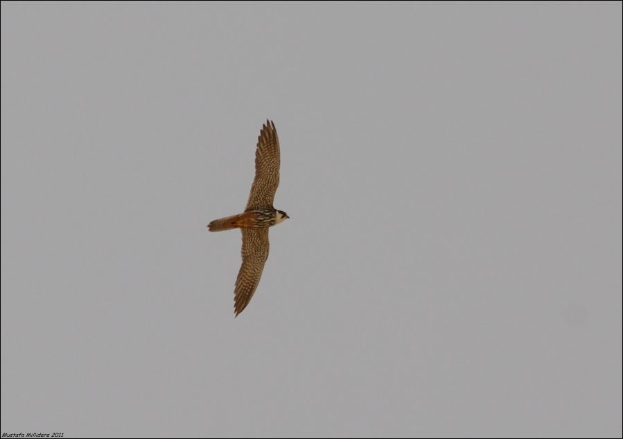 Eurasian Hobby