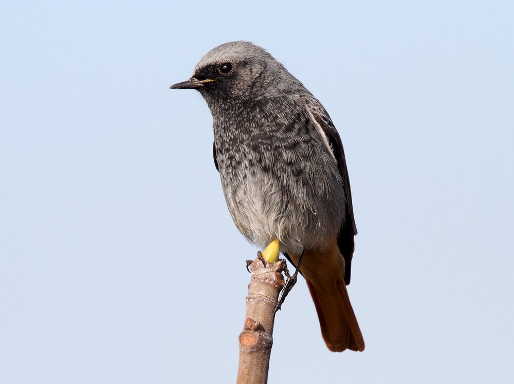 Black Redstart