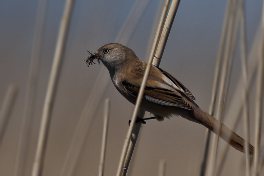 Bearded Reedling
