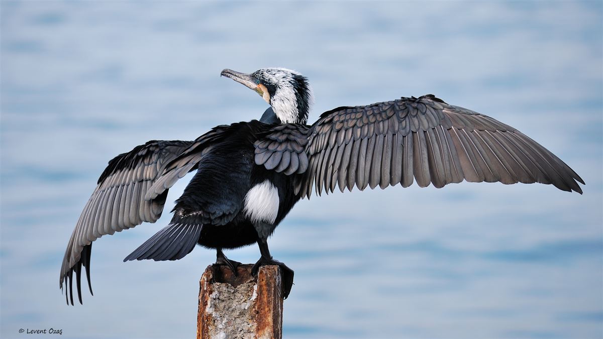 Great Cormorant