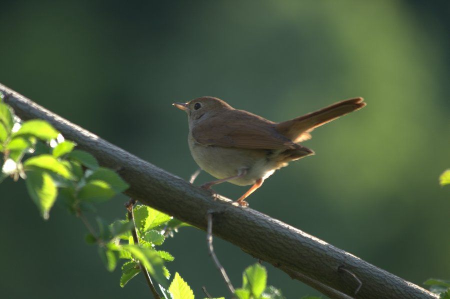 Common Nightingale