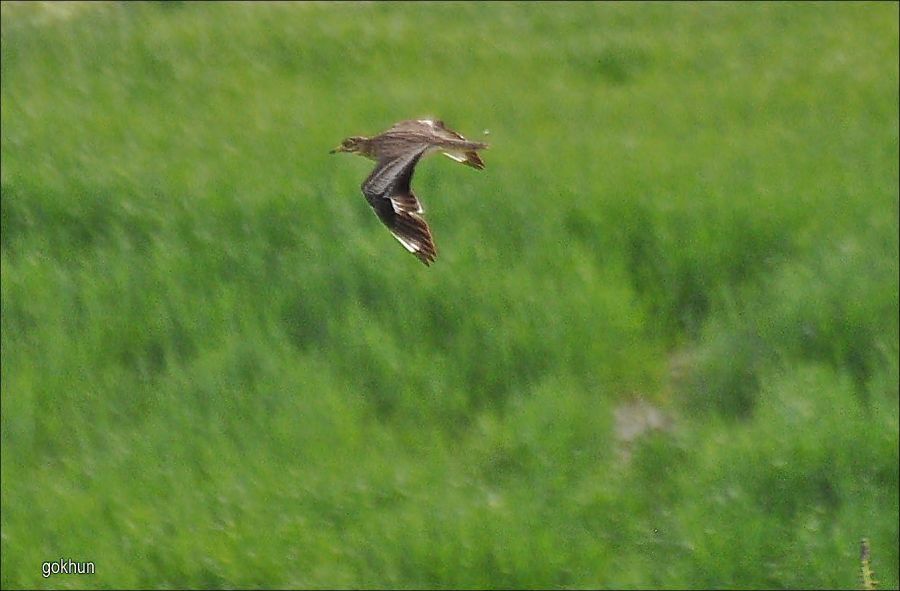 Eurasian Stone-curlew