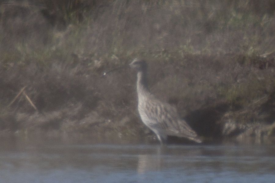 Eurasian Curlew