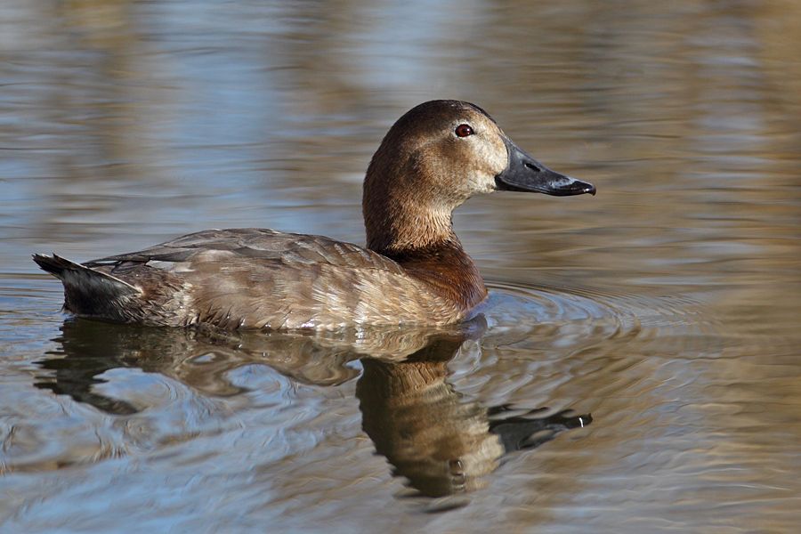 Common Pochard