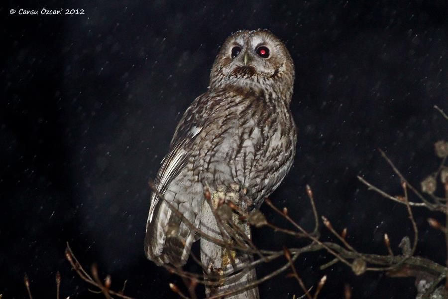 Tawny Owl