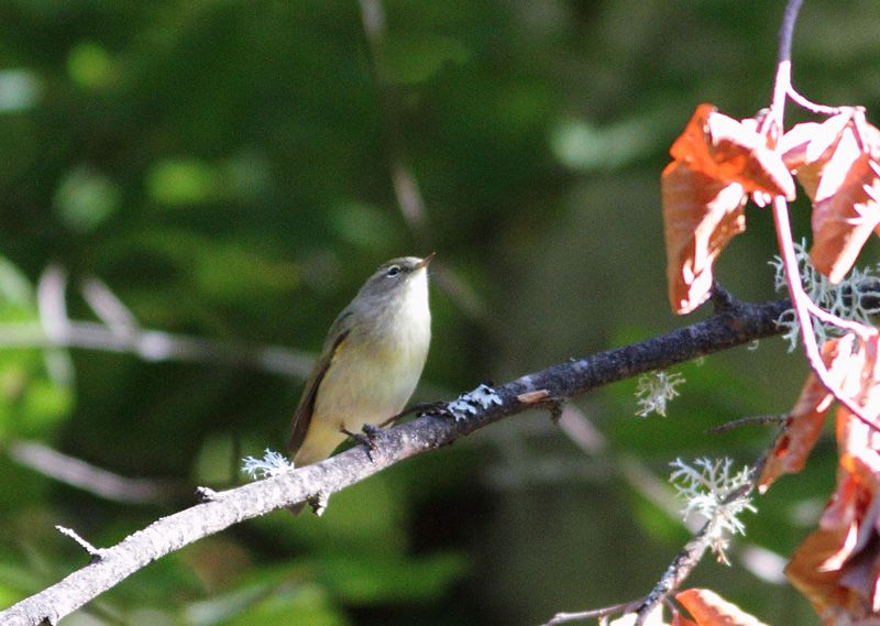 Goldcrest