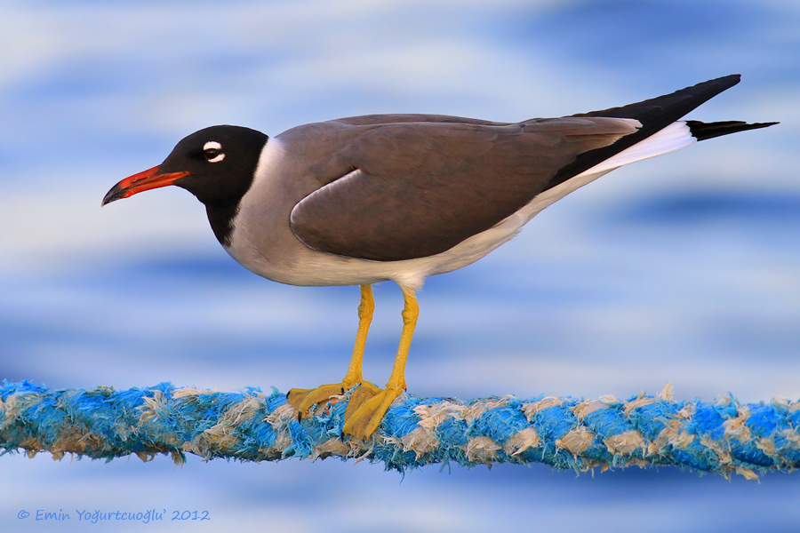 White-eyed Gull