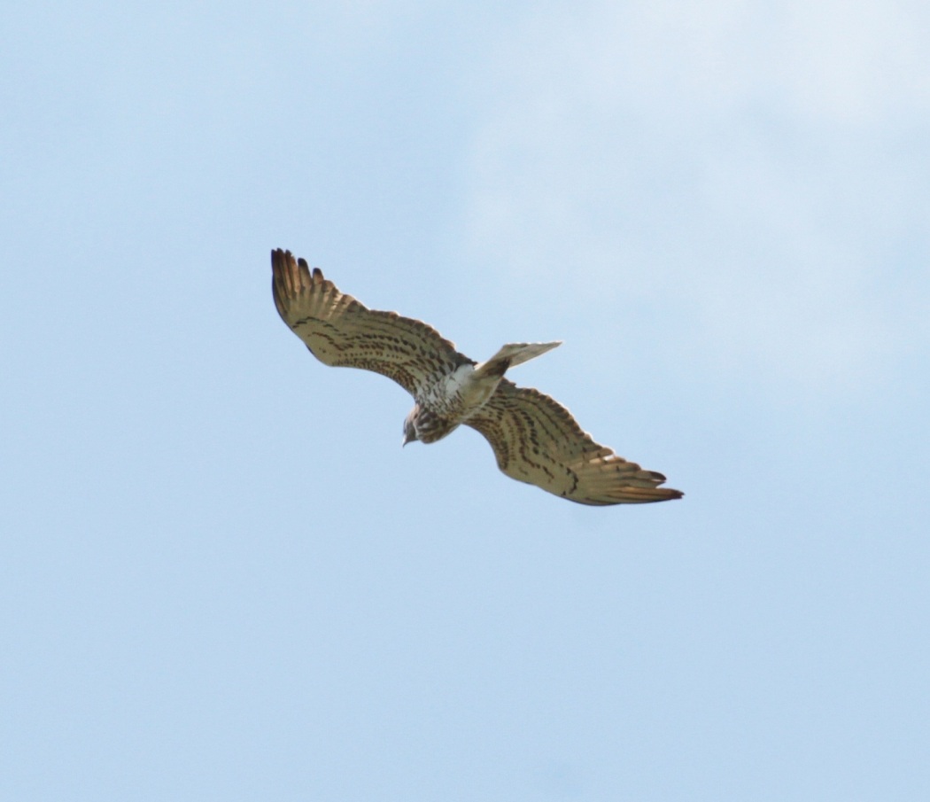 Short-toed Snake Eagle