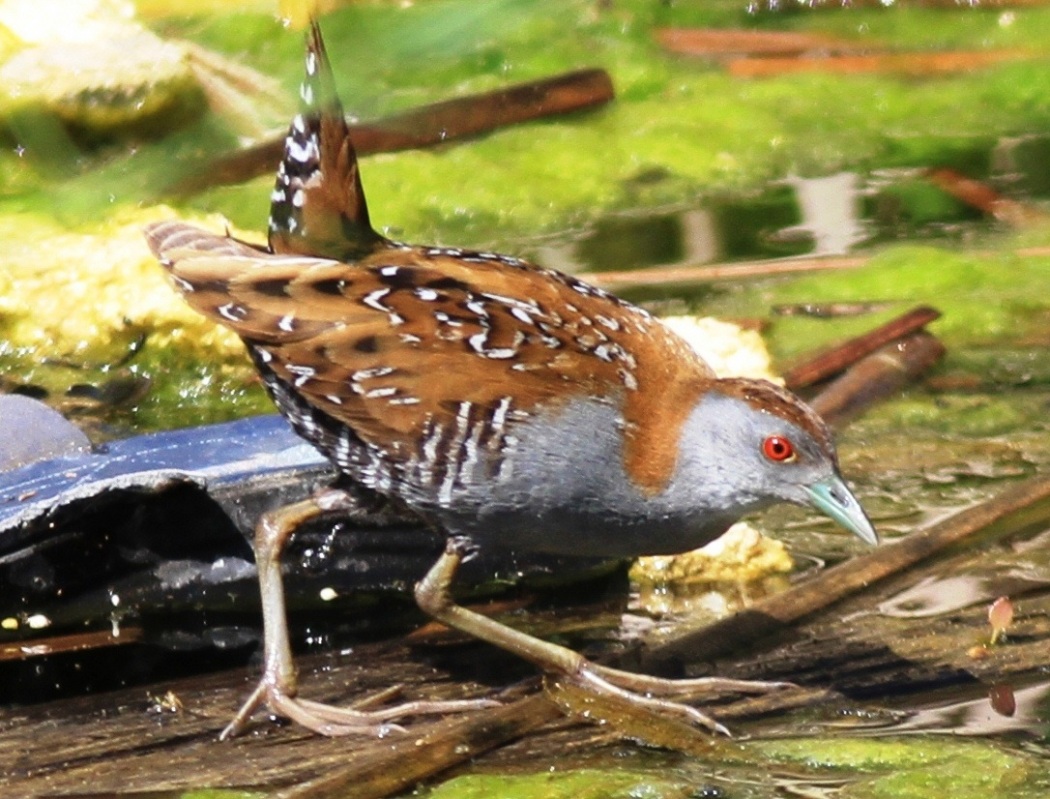 Baillon`s Crake