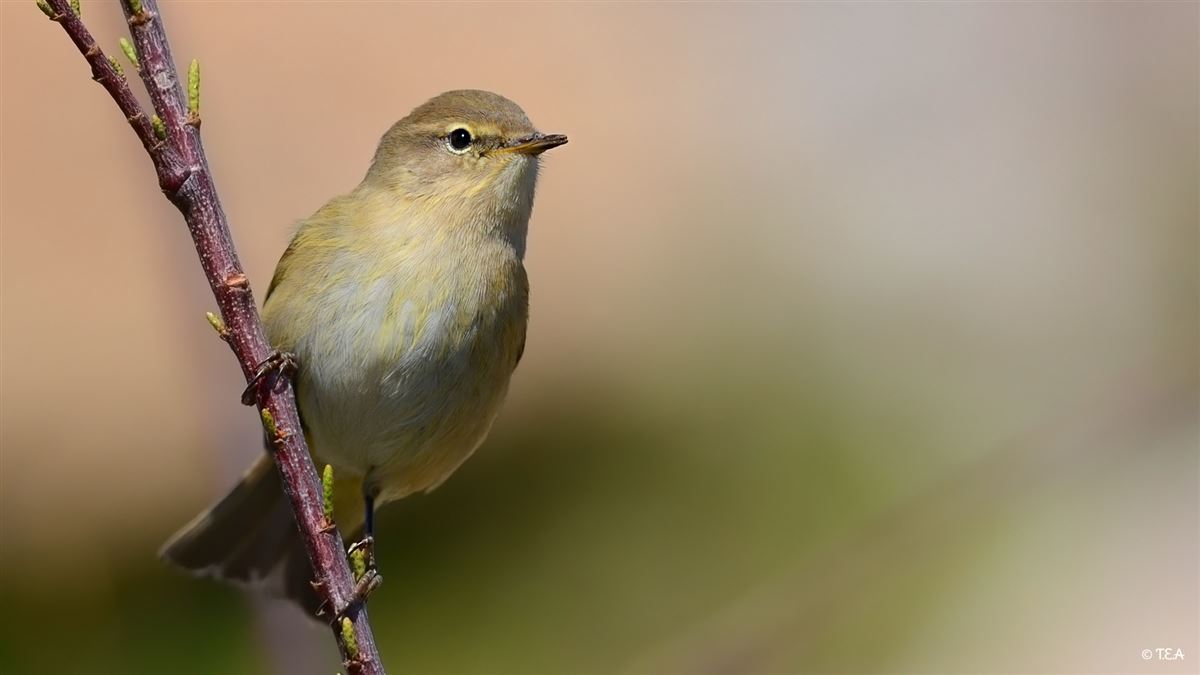 Common Chiffchaff