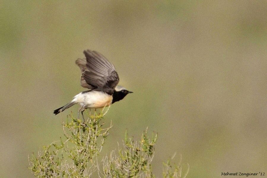 Cyprus Wheatear