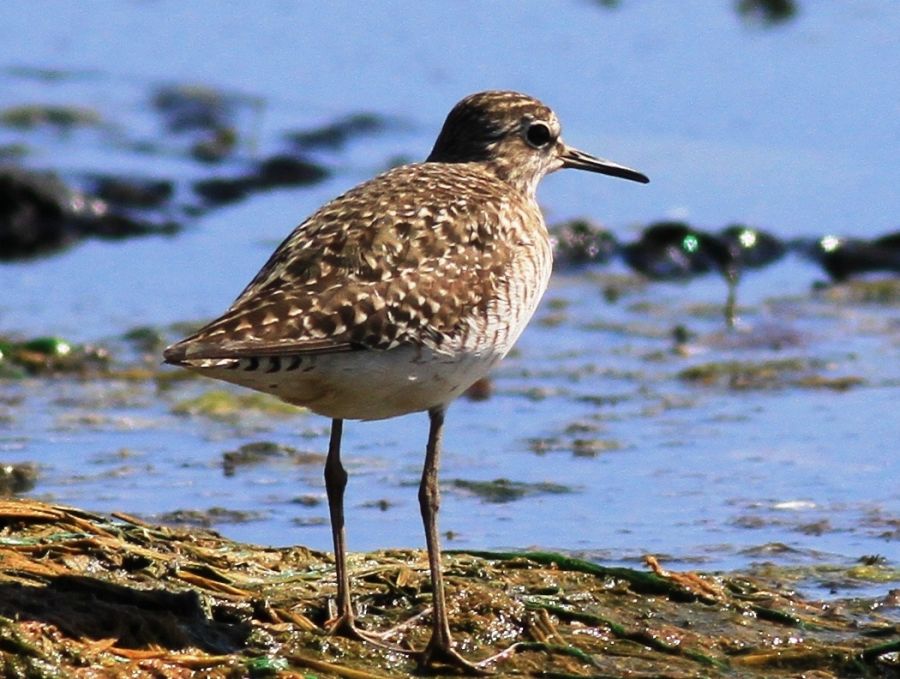 Wood Sandpiper