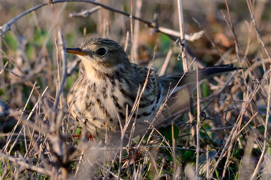 Meadow Pipit