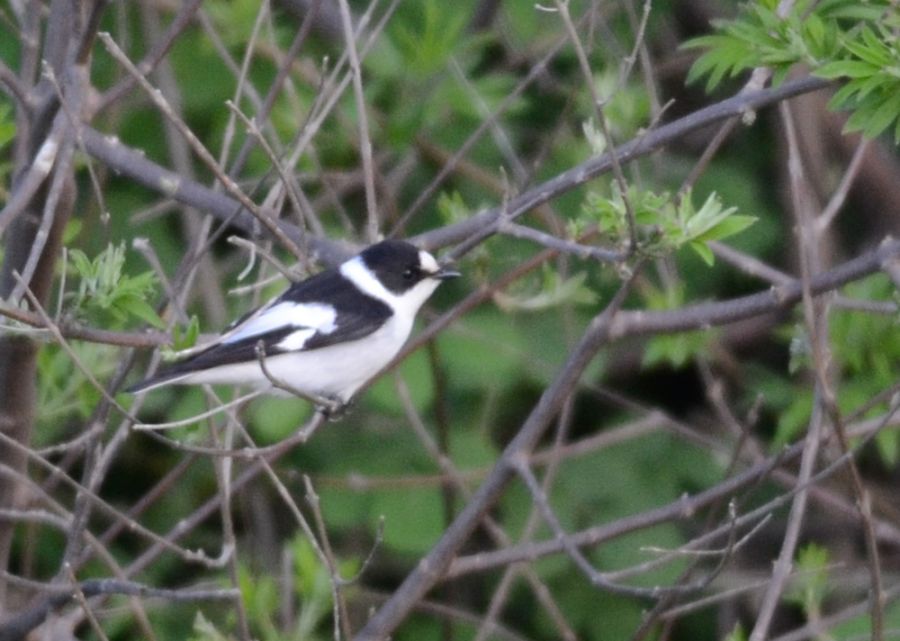 Collared Flycatcher