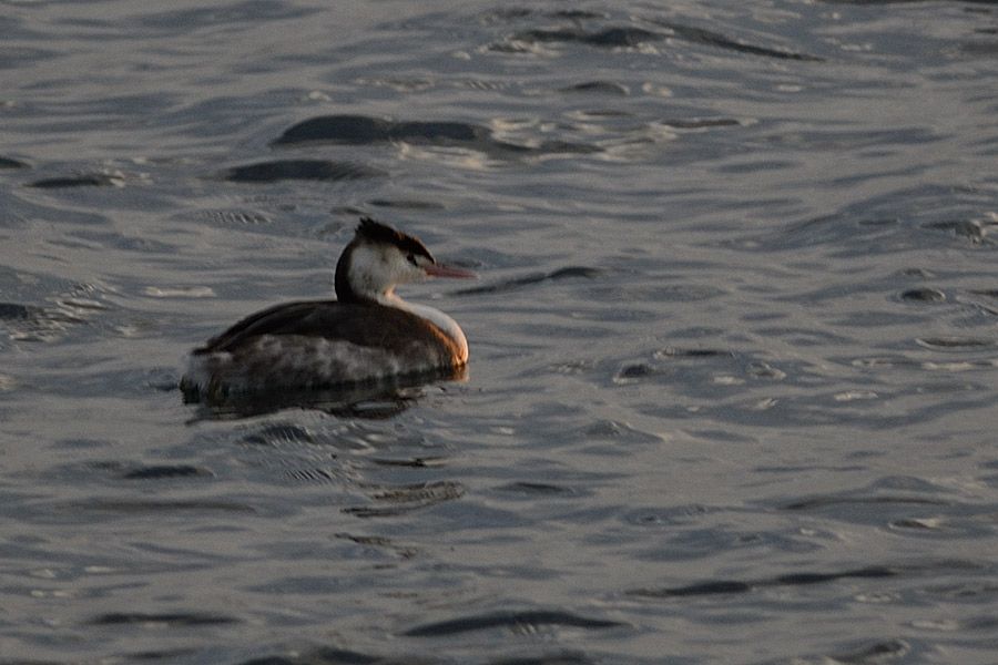 Great Crested Grebe