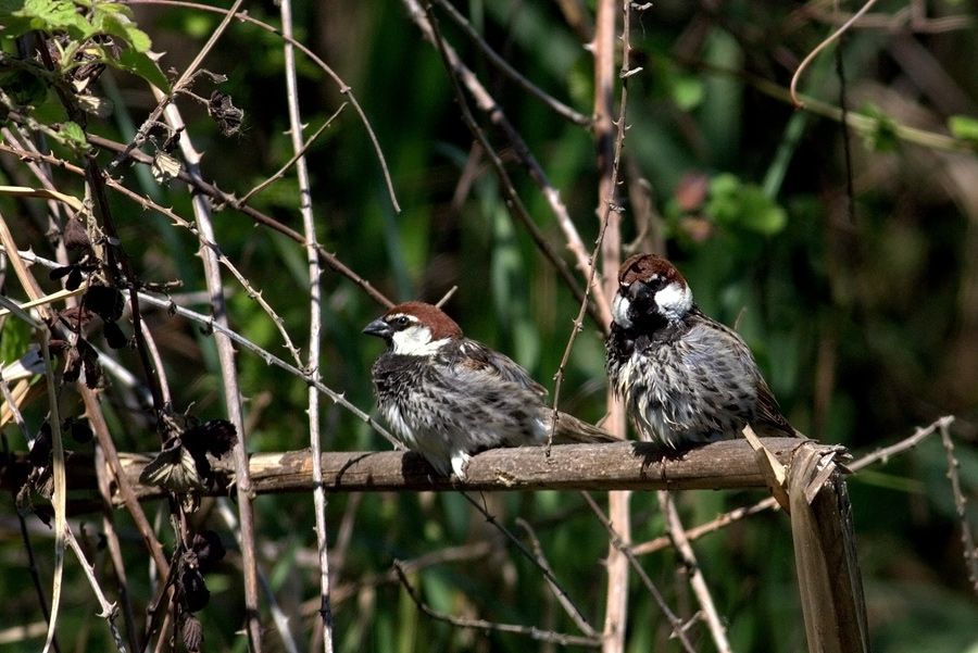 Spanish Sparrow