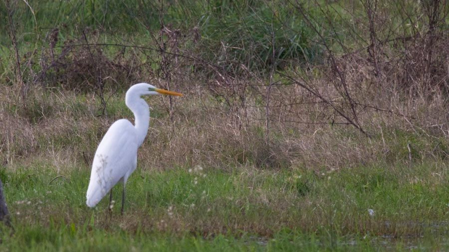 Great Egret