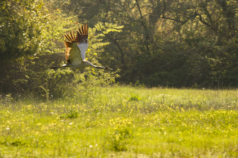 Common Crane