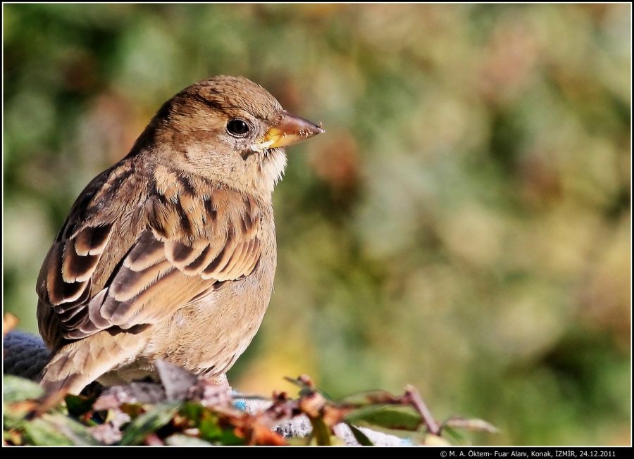 House Sparrow