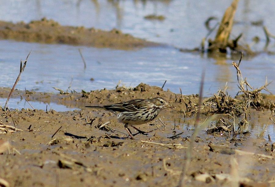 Meadow Pipit
