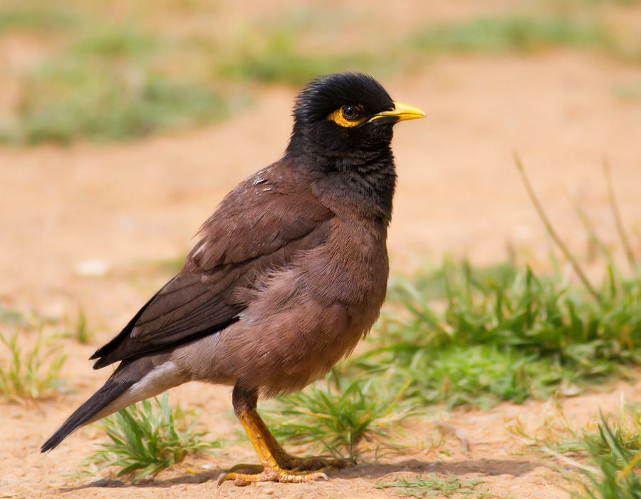 Common Myna