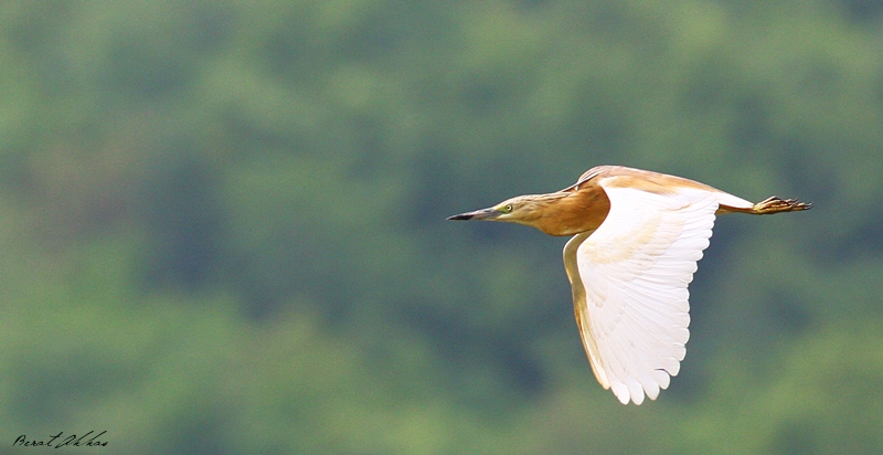 Squacco Heron