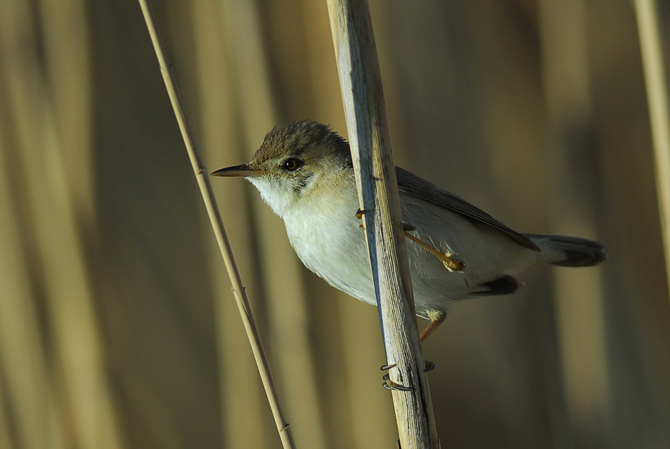 Common Reed Warbler